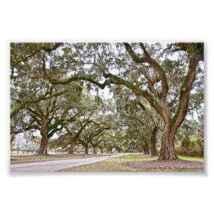 Avenue of the Oaks, South Carolina Photo Print
