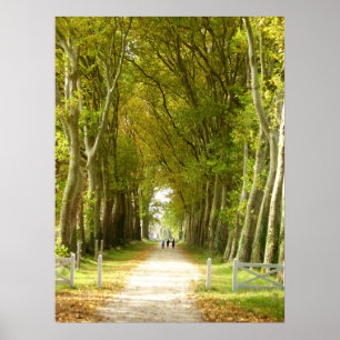 Avenue of Trees Poster