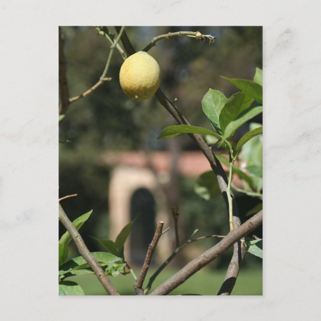 avere sapore il limoncello postcard (Front)