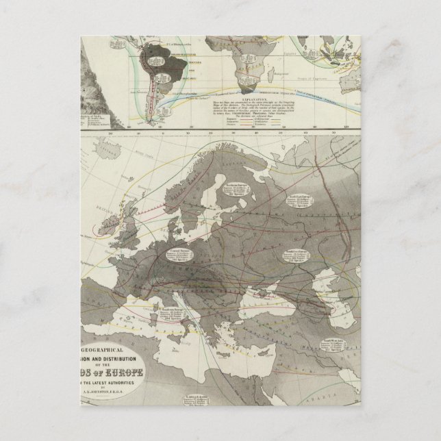 Aves, Birds Postcard (Front)