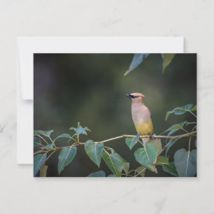 Avian Bee eater on a branch Postcard