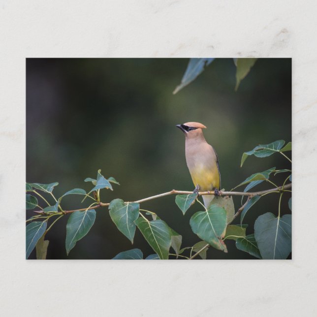 Avian Bee eater on a branch  Postcard (Front)