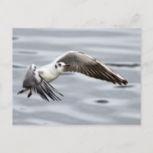Avian Flight of the Seagull Postcard