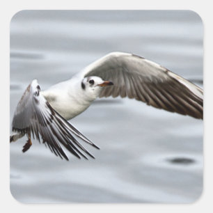 Avian Flight of the Seagull Square Sticker