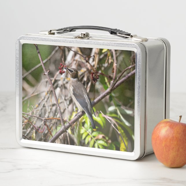Avian Photography, Canadian Bohemian Waxwing Metal Lunch Box (In Situ)