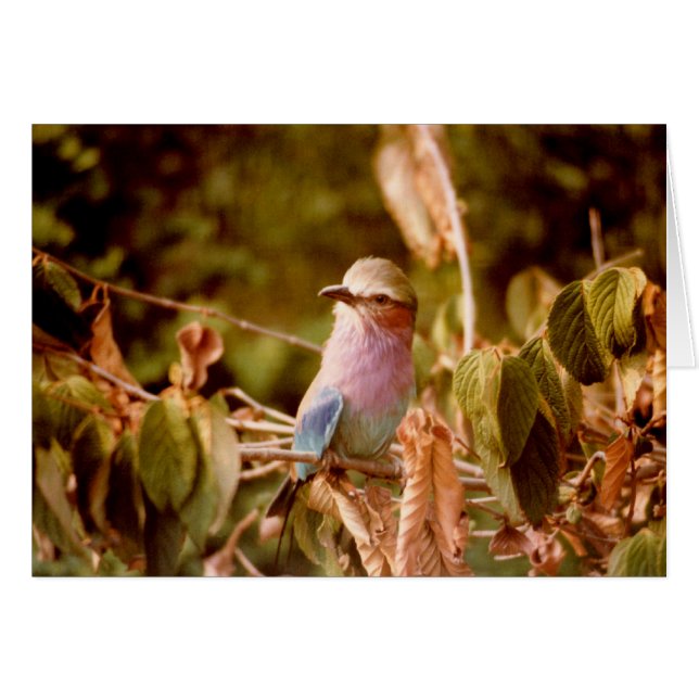 Aviary (Front Horizontal)