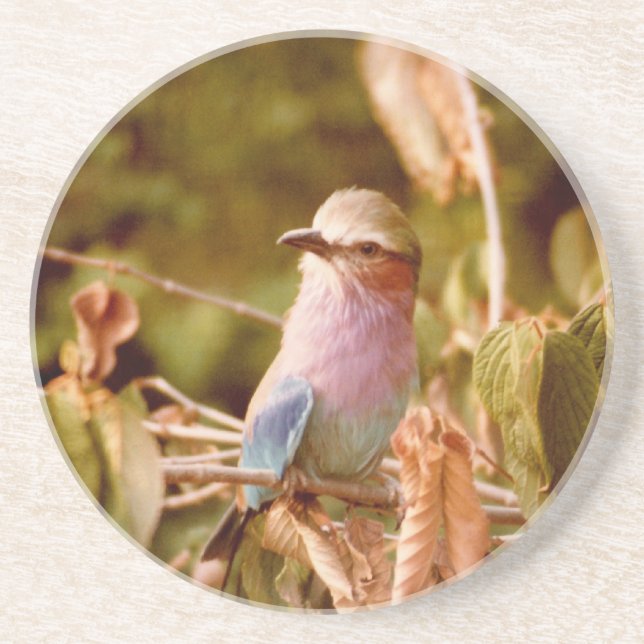 Aviary Coaster (Front)
