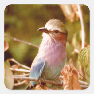 Aviary Square Sticker