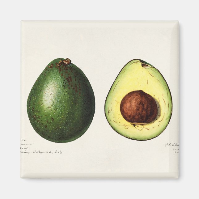 Avocado Magnet (Front)
