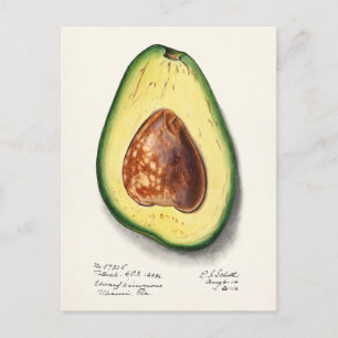 Avocado (Persa) Fruit Watercolor Painting Postcard