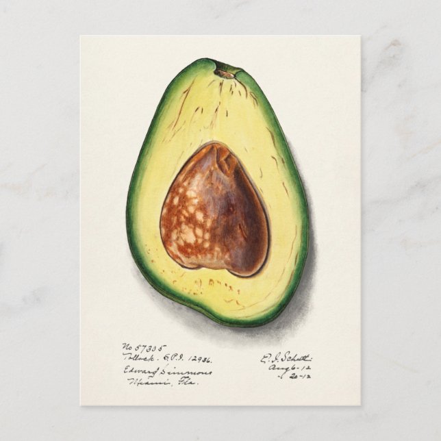 Avocado (Persa) Fruit Watercolor Painting Postcard (Front)