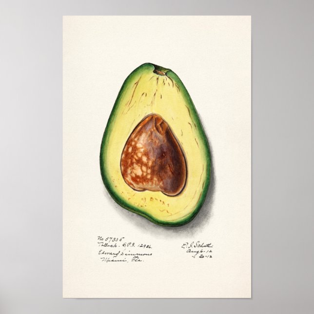 Avocado (Persa) Fruit Watercolor Painting Poster (Front)