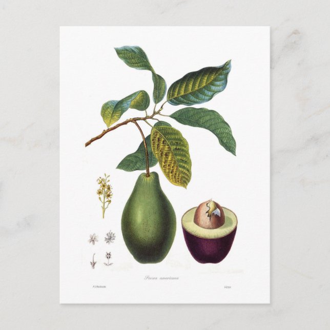 Avocado (Persea americana) Postcard (Front)
