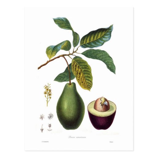 Image of Avocado (Persea americana) Postcard
