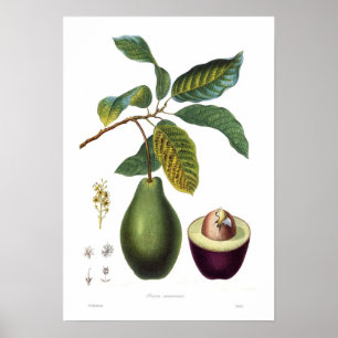 Avocado (Persea americana) Poster