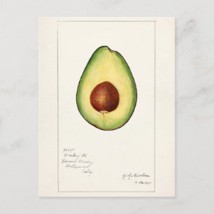 Avocado (Persea) Fruit Watercolor Painting Postcard