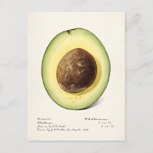 Avocado (Persea) Fruit Watercolor Painting Postcard