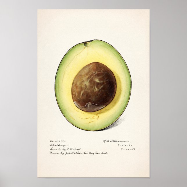 Avocado (Persea) Fruit Watercolor Painting Poster (Front)