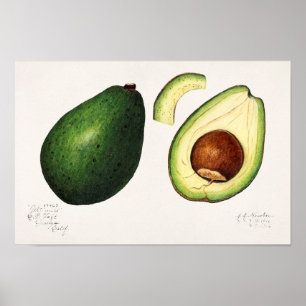Avocado (Persea) Fruit Watercolor Painting Poster