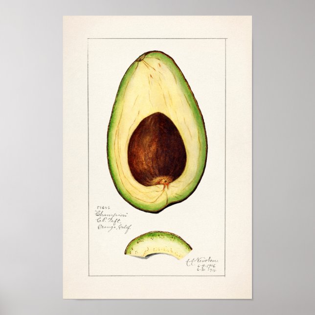 Avocado (Persea) Fruit Watercolor Painting Poster (Front)