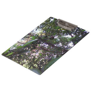 Avocado Tree Clipboard