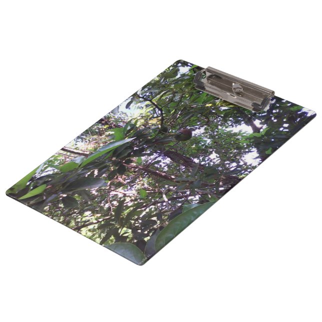 Avocado Tree Clipboard (Angled)
