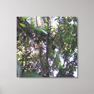 Avocado Tree - Dark green trim Canvas Print
