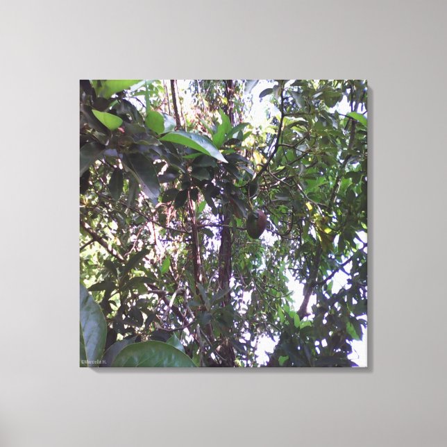 Avocado Tree - Dark green trim Canvas Print (Front)