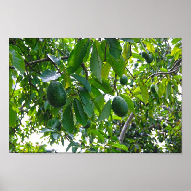 Avocado Tree in an Orchard on the Island of Hawaii Poster (Front)