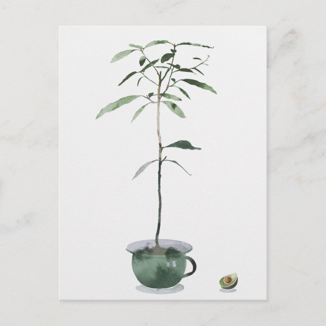 Avocado Tree Postcard (Front)