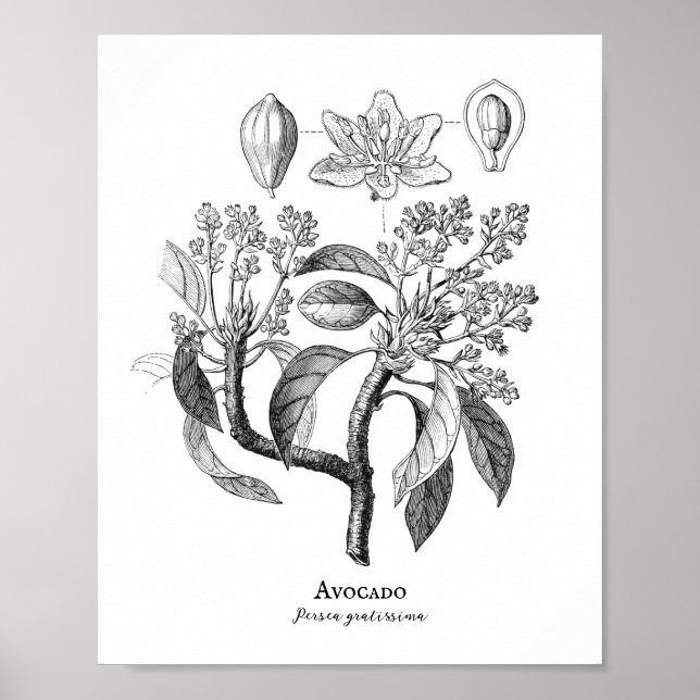 Avocado Vintage Botanical Illustration Poster (Front)