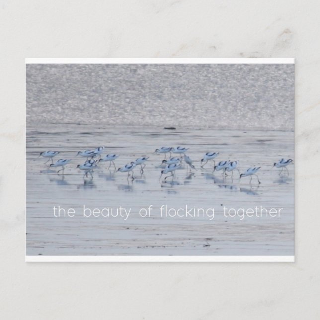 Avocet Beauty Holiday Postcard (Front)