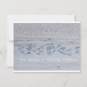 Avocet Beauty Postcard