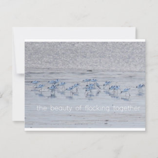 Avocet Beauty Postcard