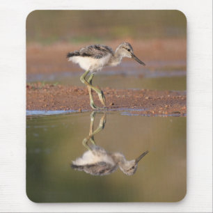 Avocet chick mouse mat