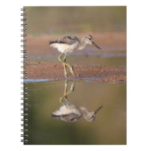 Avocet chick notebook