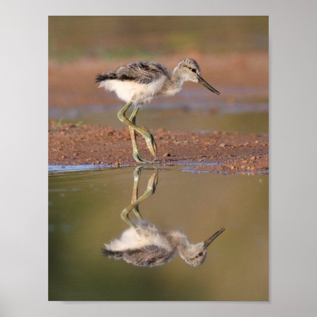 Avocet chick poster (Front)