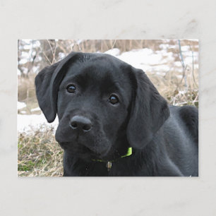 Awaiting Spring - Black Labrador Puppy - Black Lab Postcard