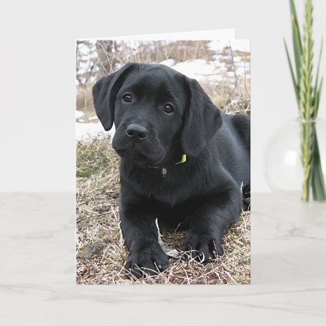 Awaiting Spring - Labrador Puppy - Black Lab Card (Front)