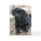 Awaiting Spring - Labrador Puppy - Black Lab