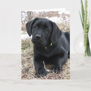 Awaiting Spring - Labrador Puppy - Black Lab Card