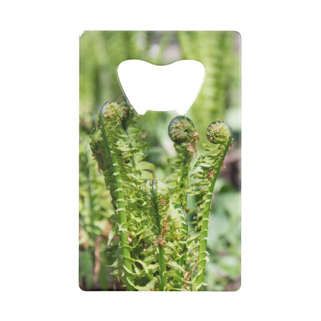 Awakening young fern in the garden   (Back)