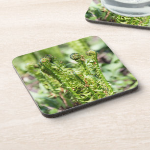 Awakening young fern in the garden coaster