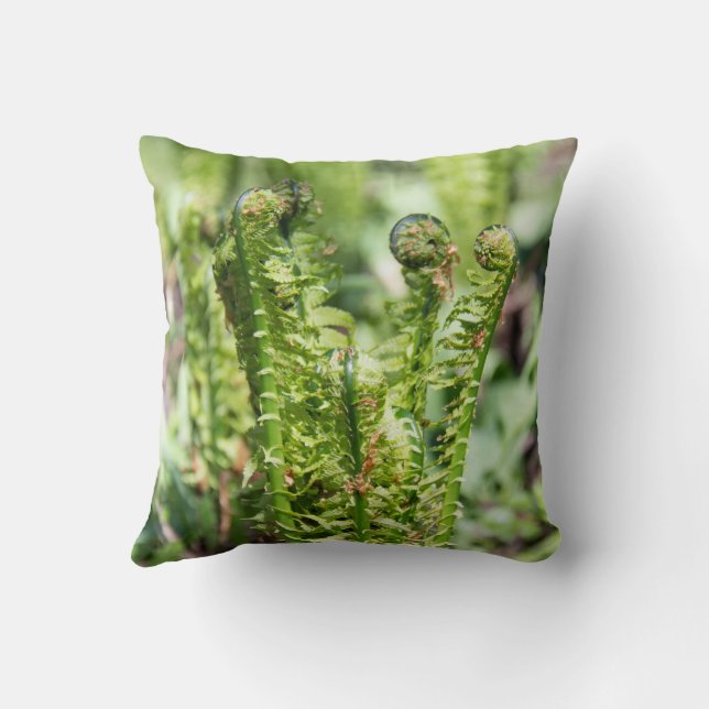 Awakening young fern in the garden cushion (Back)