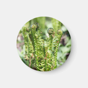 Awakening young fern in the garden magnet