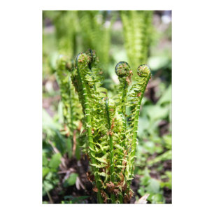 Awakening young fern in the garden photo print