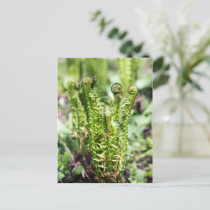 Awakening young fern in the garden postcard