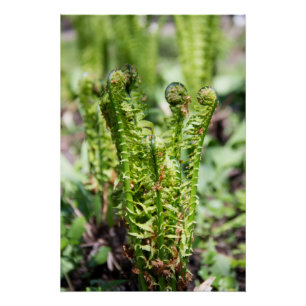 Awakening young fern in the garden poster
