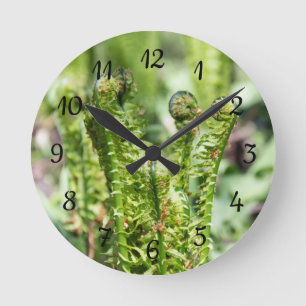 Awakening young fern in the garden round clock