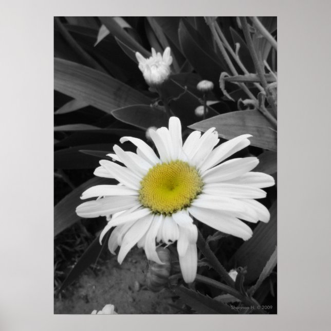 Award Winner-Black and White Daisy Poster (Front)